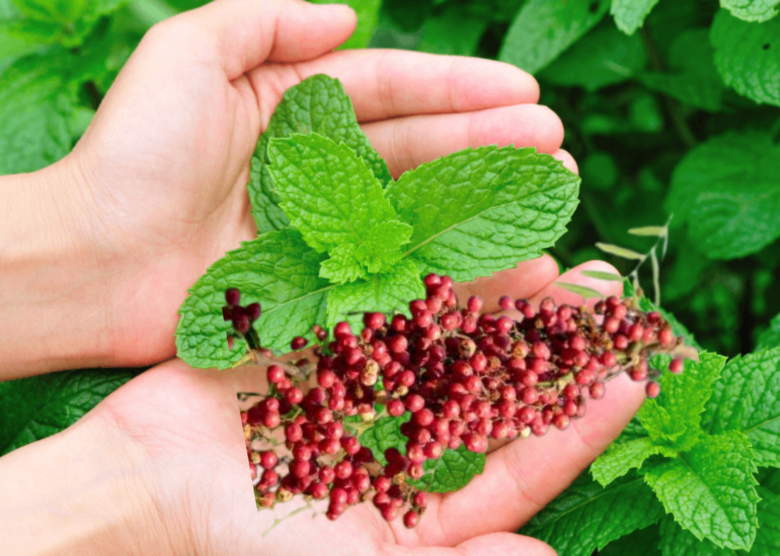 Plantas aromáticas del Perú: Molle (Schinus molle), Palo Santo y Palorosa